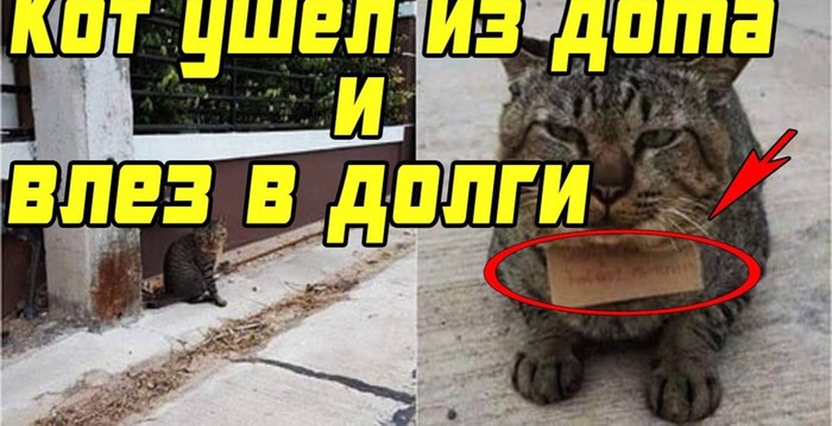 Кот ушел из дома. Кот уходи. Долг котики. Коты долги. Ушли с котом вместе из дома.