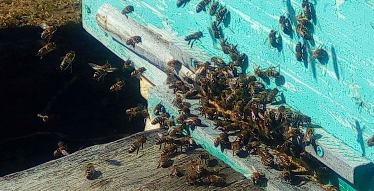 Соседские пчелы. Весенний облет пчел. Весенний очистительный облет пчел. Первый облет пчел. Первый облет пчел весной.