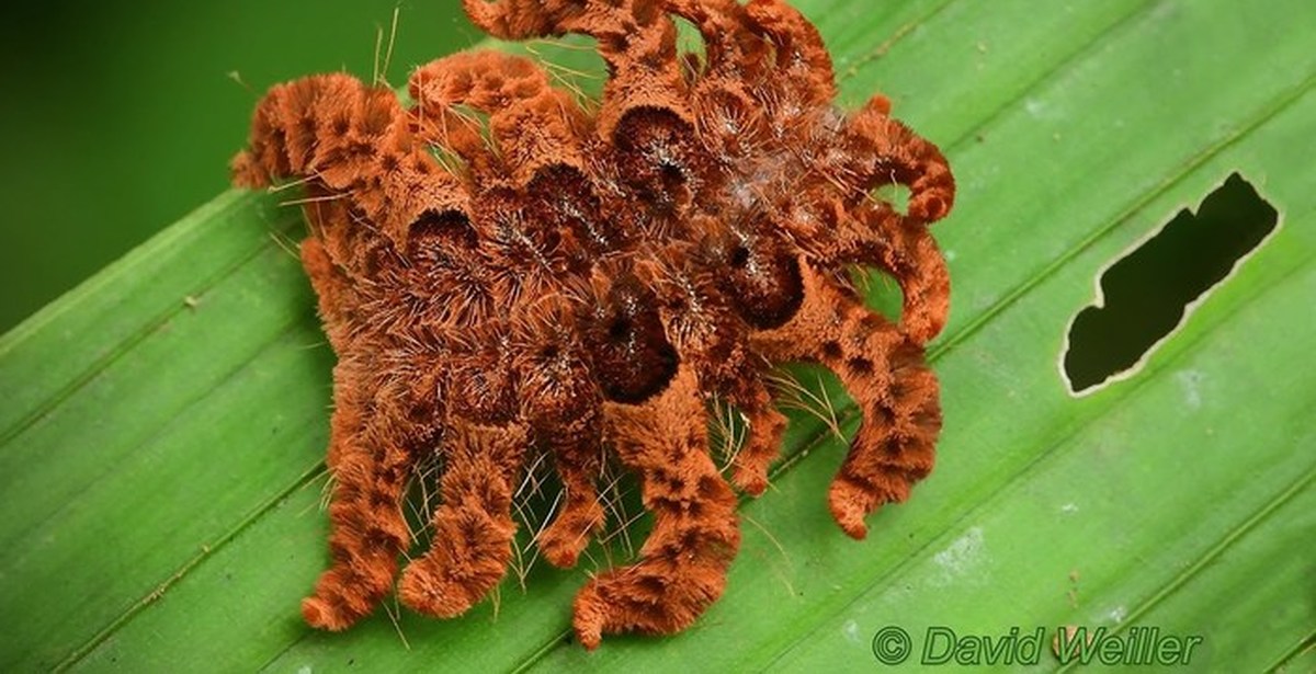 Гусеница пауки. Паучья гусеница. Паучья гусеница. Гусеница пауки. Гусеница пауки.