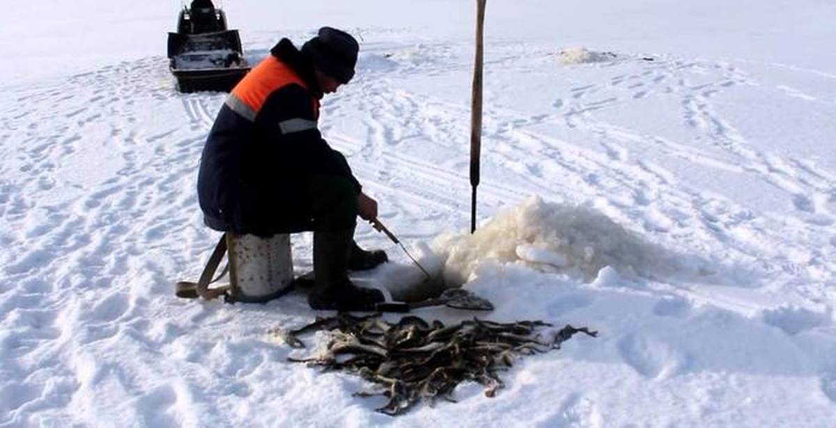 Ловля наваги на белом море. Ловля наваги зимой на белом море. Лов наваги на белом море зимой. Рыбалка навага на белом море.