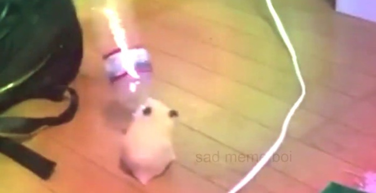 Как прокачать прибыль в час hamster. Как прокачать прибыль в час hamster. Танцующий хомяк gif. Как прокачать прибыль в час hamster. Как прокачать прибыль в час hamster.