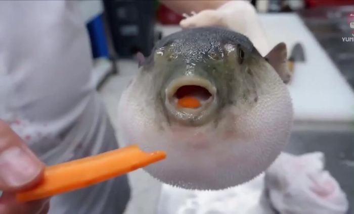 рыба фугу не надутая. Смотреть фото рыба фугу не надутая. Смотреть картинку рыба фугу не надутая. Картинка про рыба фугу не надутая. Фото рыба фугу не надутая рыба фугу не надутая. Смотреть фото рыба фугу не надутая. Смотреть картинку рыба фугу не надутая. Картинка про рыба фугу не надутая. Фото рыба фугу не надутая