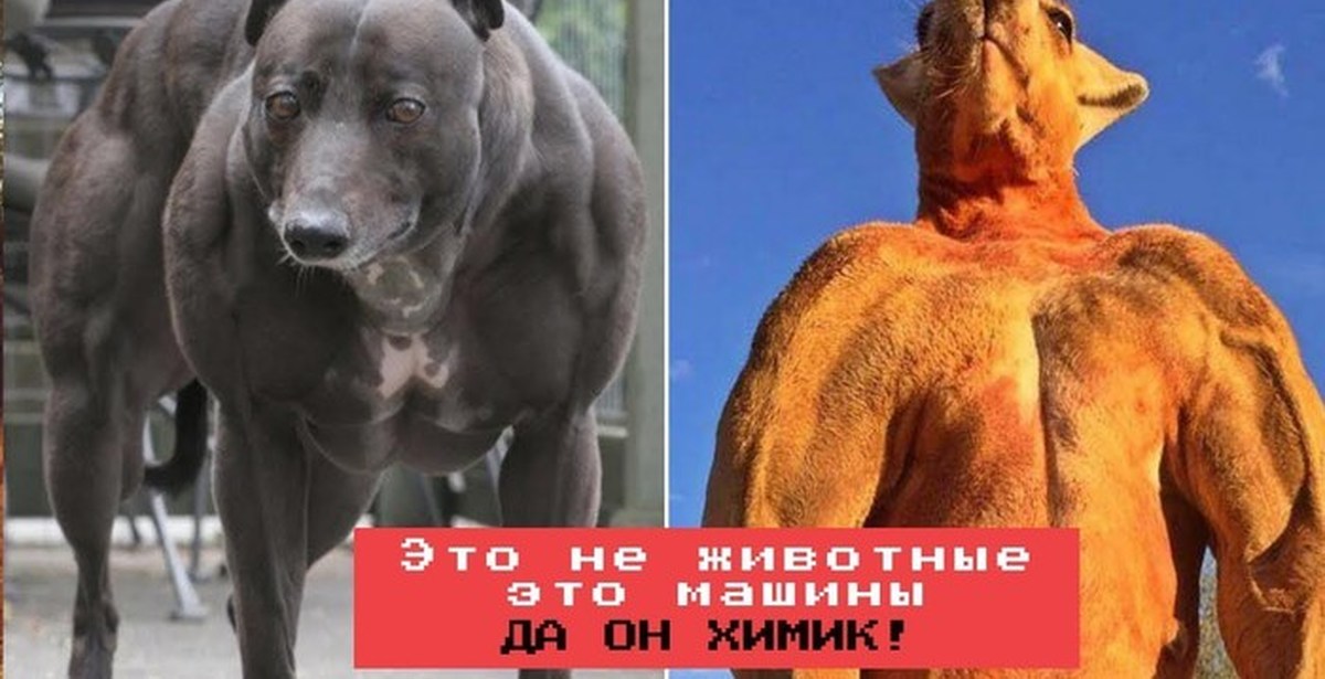 Сильный мускулистый пес 10 букв. Мышцы собаки. Накаченная собака. Огромная собака с мышцами. Сильные собаки.
