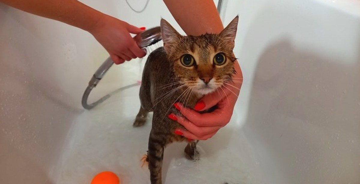 Как лечить цистит у кота | Пикабу