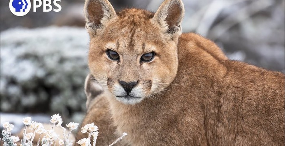 Cougar Video Chat