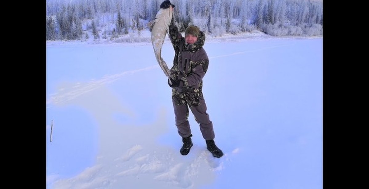 Охота и рыбалка на севере видео. Зимняя рыбалка в Якутии на налима. Подледная рыбалка в Якутии. Зимняя рыбалка на налима в Якутии видео. Зимняя рыбалка на севере Якутии.