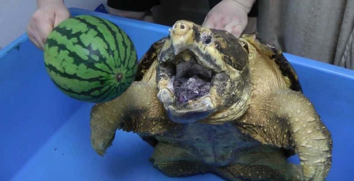 Галапагосские черепахи ещё. Морская болотная черепаха. Американская красноухая черепаха. Европейская болотная черепаха. Степная сухопутная черепаха.