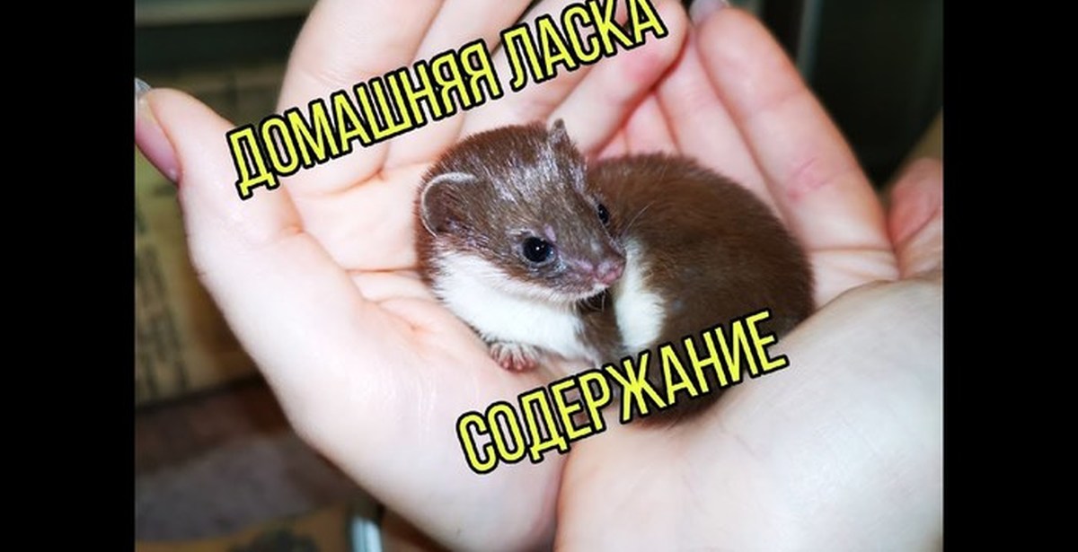 Содержание ласки дома | Пикабу