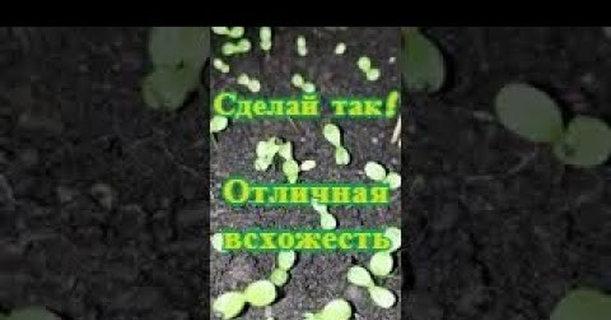 Сеем астру в апреле. Посадка астры на рассаду. Как выглядит рассада астры. Посеять астру на рассаду.