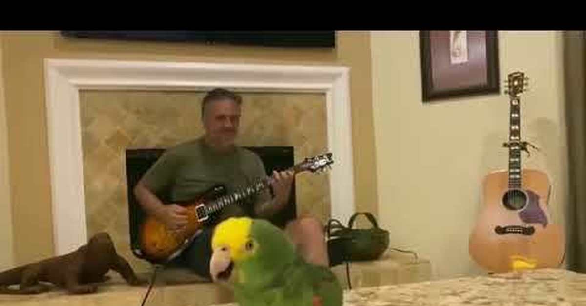 Попугай поет под гитару. Попугай поет под звуки воды почему?. Пение попугаев. Пение волнистых попугайчиков. Попугай поет песню.