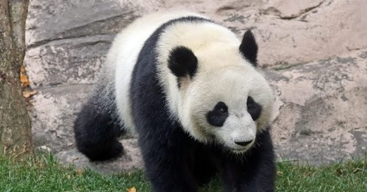 Панда живет в зоопарке. Панда жуи в Московском зоопарке. Московский зоопарк панды жуи и Диндин. Панда в Московском зоопарке. Зоопарк Москва панды жуи.