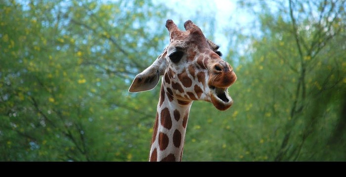 Жираф звуки буквы. Жираф кричит. Кричащий Жираф. Жираф зевает.