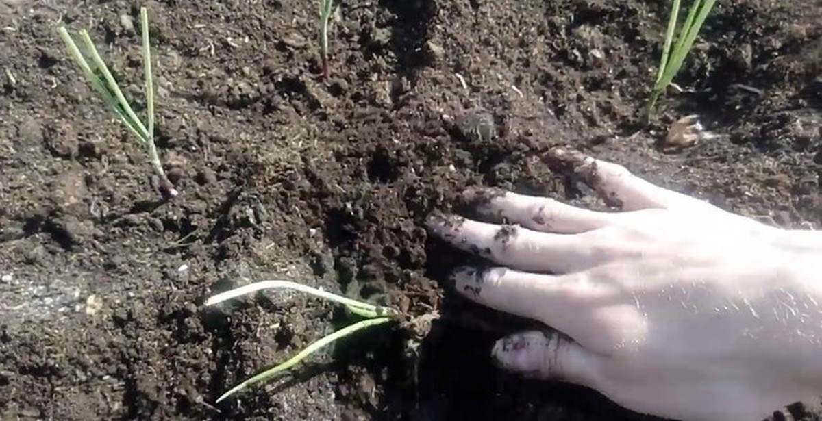 Onion Exhibition and Yalta red - transplanting into open ground - My, Onion, Seedling, Landing, Garden, Garden beds, Video