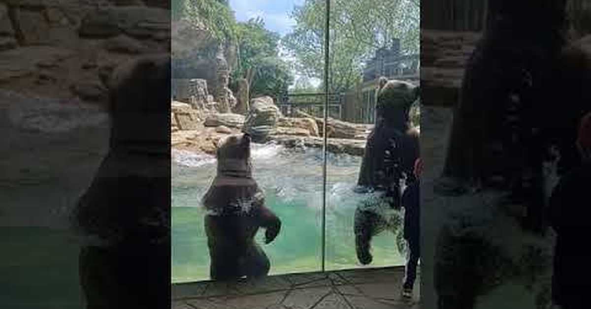 unstoppable fun - The Bears, Animals, Swimming pool, Wave, Zoo, USA, Missouri, St. Louis, , Unbridled fun, Vertical video, Youtube, Video