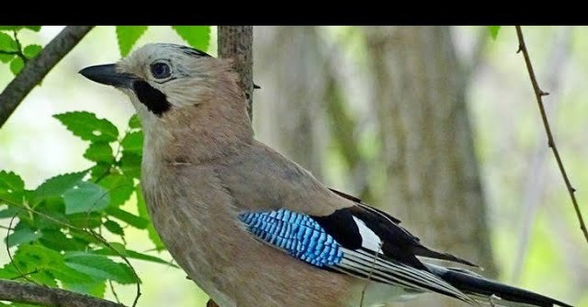 Jay bird in Walnut Grove Park - My, Jay, Facts, Mockingjay, Birds, Songbirds, Linnet, Rare photos, Video, Informative, , Corvids
