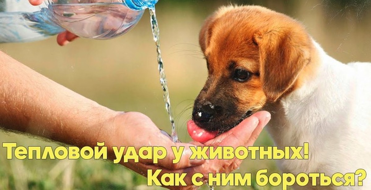 Собака пила воду