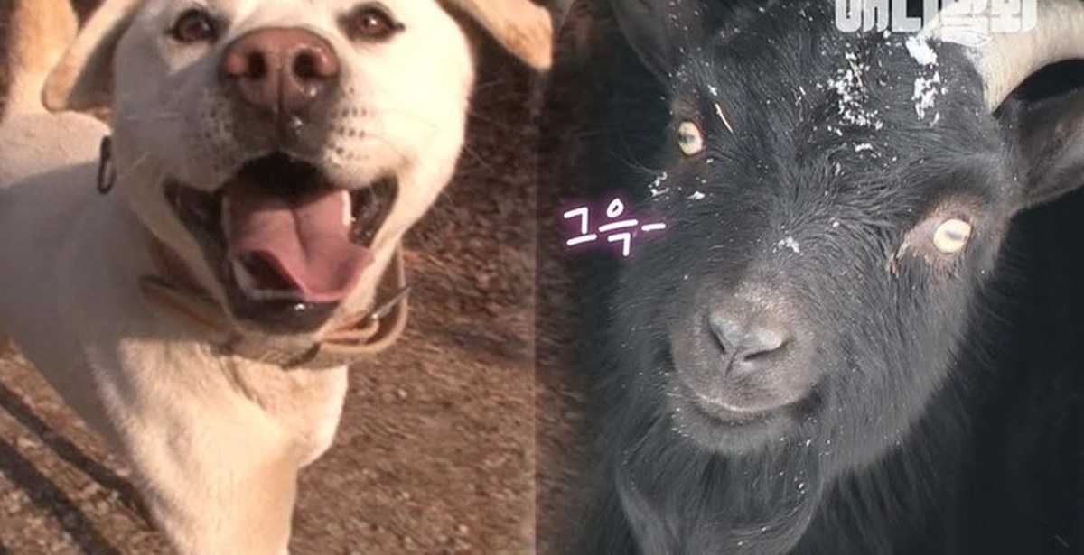 The first Korean love story of a dog and a black goat - Dog, Goat, Goat, Love, Корея, South Korea, Animals, Pets, Video