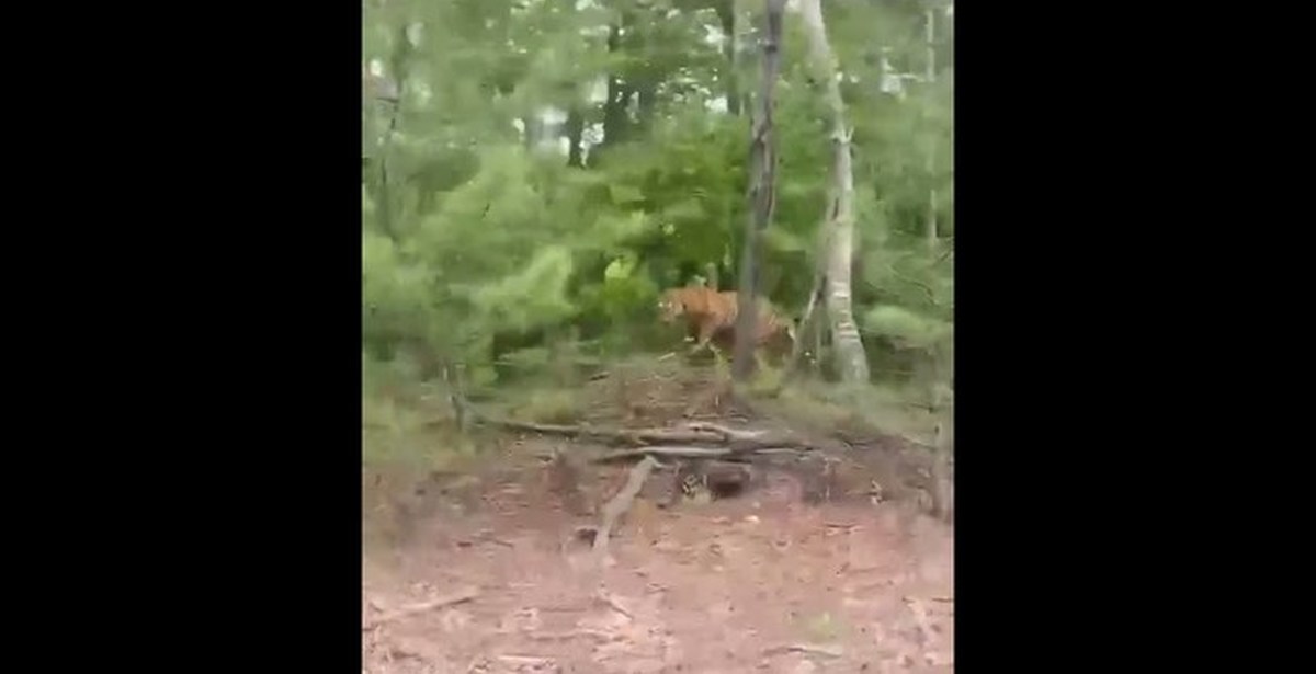 Impressive meeting - Tiger, Amur tiger, Big cats, Cat family, Predator, Wild animals, Nature, beauty of nature, , Meeting, Reserves and sanctuaries, Дальний Восток, Primorsky Krai, Lazovsky Reserve, Animals, Inspector, Vertical video, Video