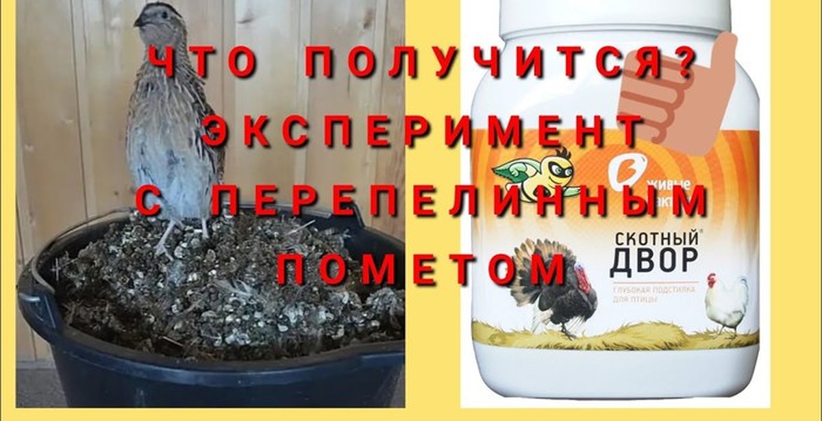 Перепелиный помет как использовать. Навоз перепелиный. приминение перепелиному помёту.