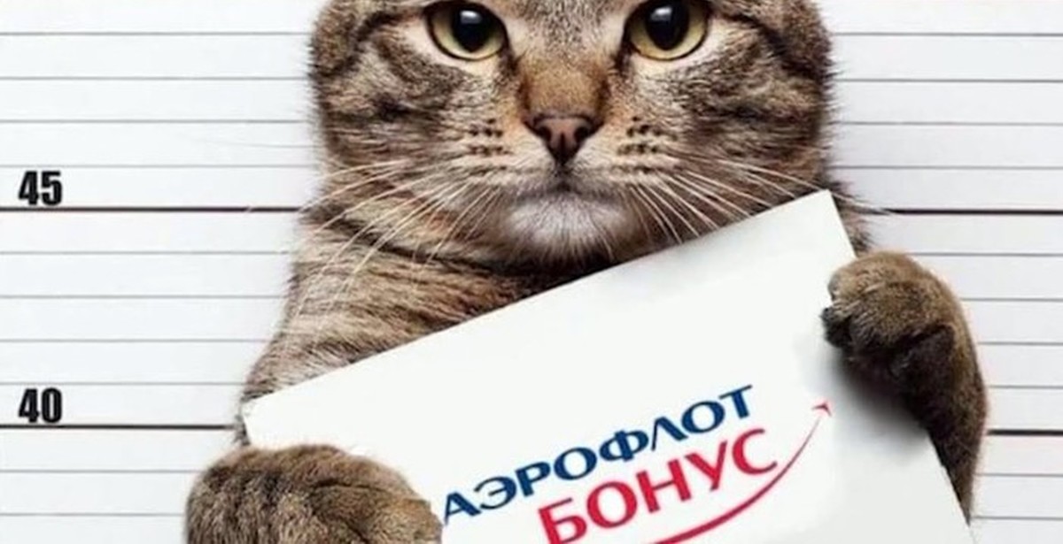 Арестованный кот с табличкой