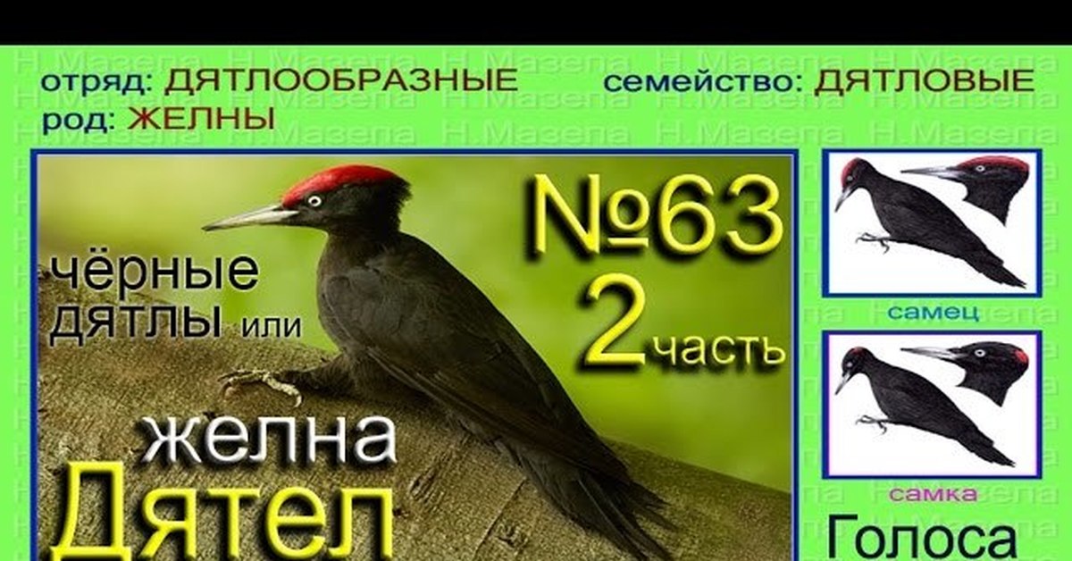 Голоса птиц дятел. Желна дятел самка. Желна птица голос. Чёрный дятел Желна голос. Дятел Желна голос.