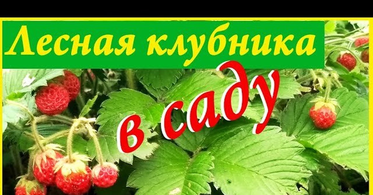 Земляника Лесная Семена Купить