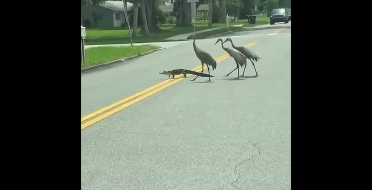 Are you sure you're not a frog? - Cranes, Alligator, Indecision, Unusual, Florida, Video