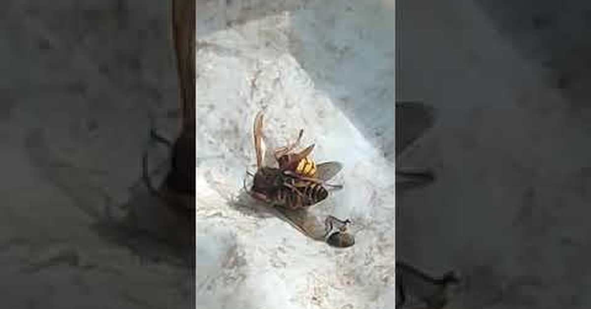 застрелили крысу размером с ак 47