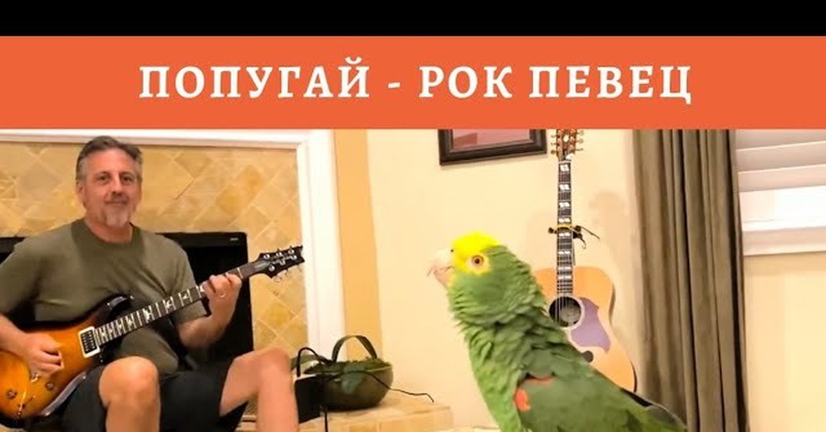 Мелодия попугая. Попугай рок. Попугай с гитарой. Попугай поет. Попугай певец.