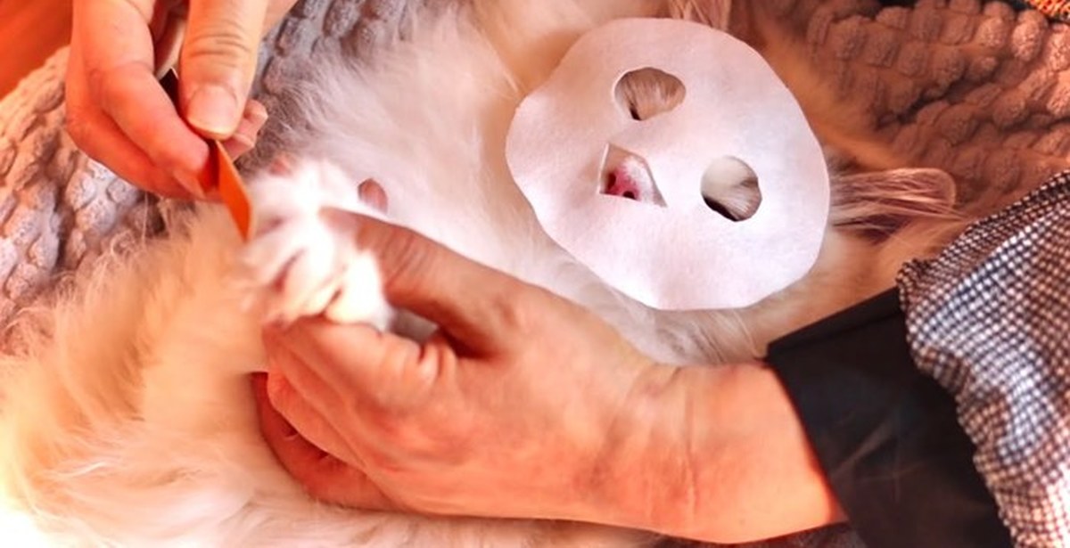 Reply to post Cat spa - cat, Mask, Milota, From the network, Video, Reply to post