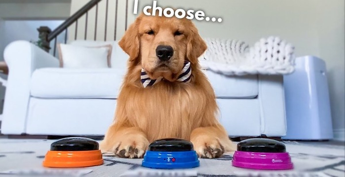 Dad chooses a name for his son - Dog, Pets, Animals, Humor, Dad, Name for the child, Golden retriever, Milota, Video, , Nickname, Choice