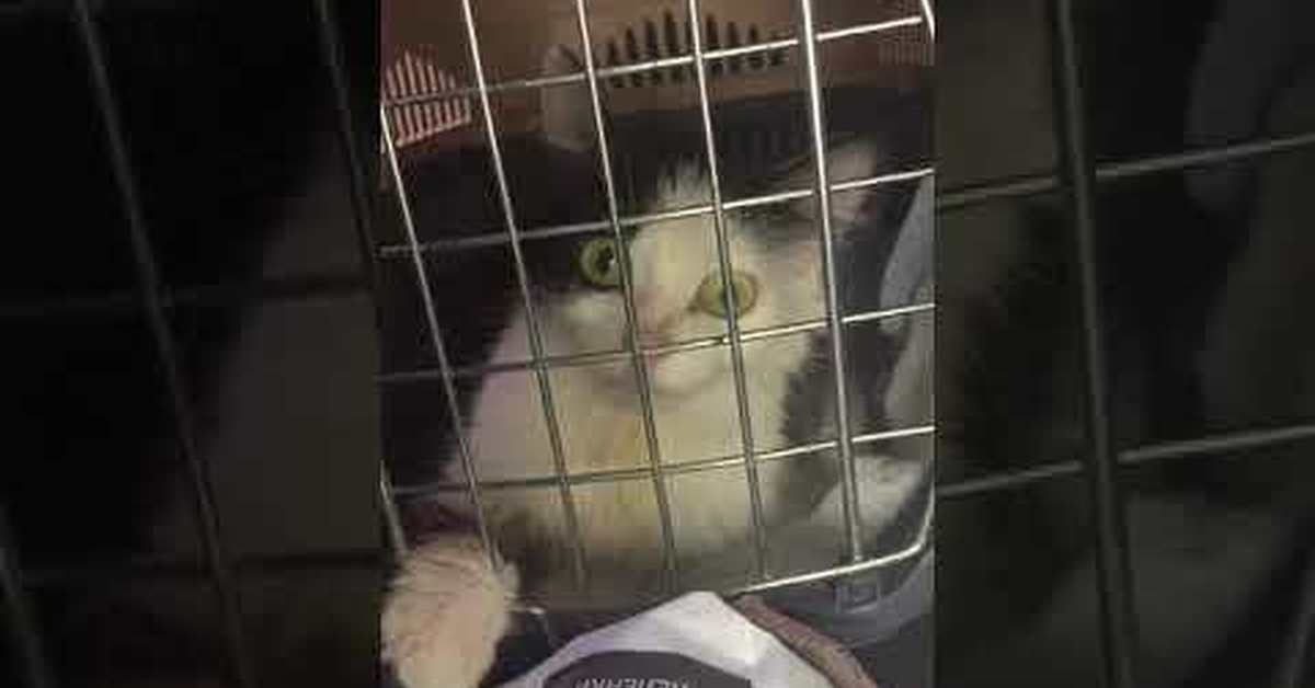 Пикабу animalrescueed