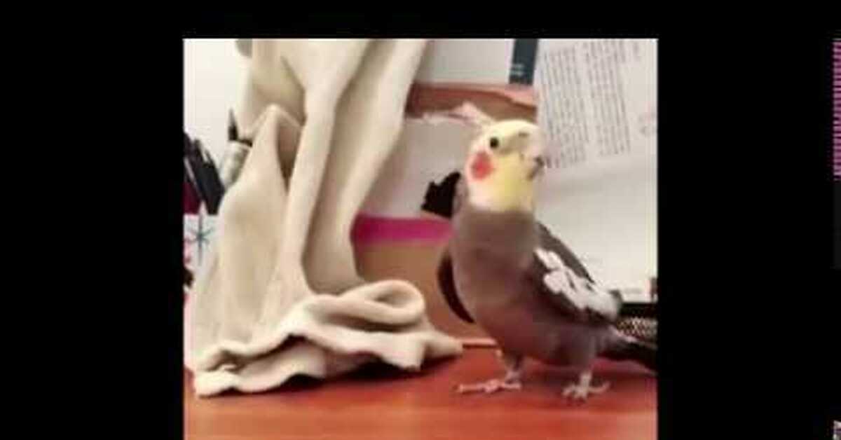 Жердь для попугая. Корелла ультима 3 в 1. Свист для попугая кореллы. Приманить попугая в окно расти лейк. Свистящие попугаи.