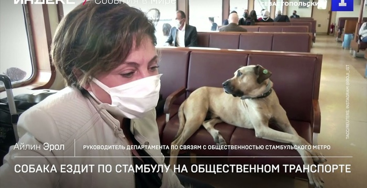 Собака боджи. Собака транспорт. Бездомная дворняга ездит в столовую в трамвае. Бездомная собака ездит в трамвае в столовую прикол.