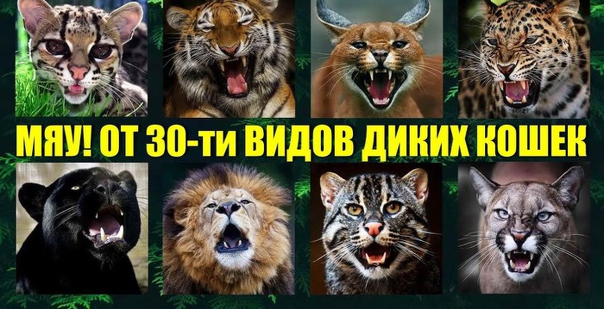 Все Виды Диких Кошек Фото