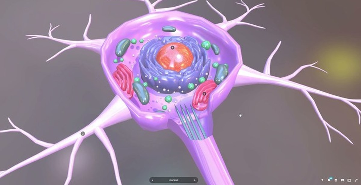 Brain 28. Строение нервной клетки человека. Нейрон. Клетка нейрона. Нейрон анатомия.