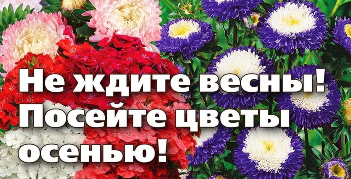 Цветы Под Зиму Посадка Семенами С Фото