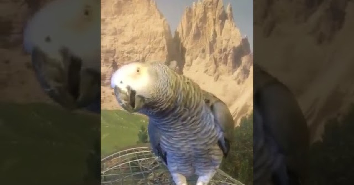 Кеша - настоящий звезда