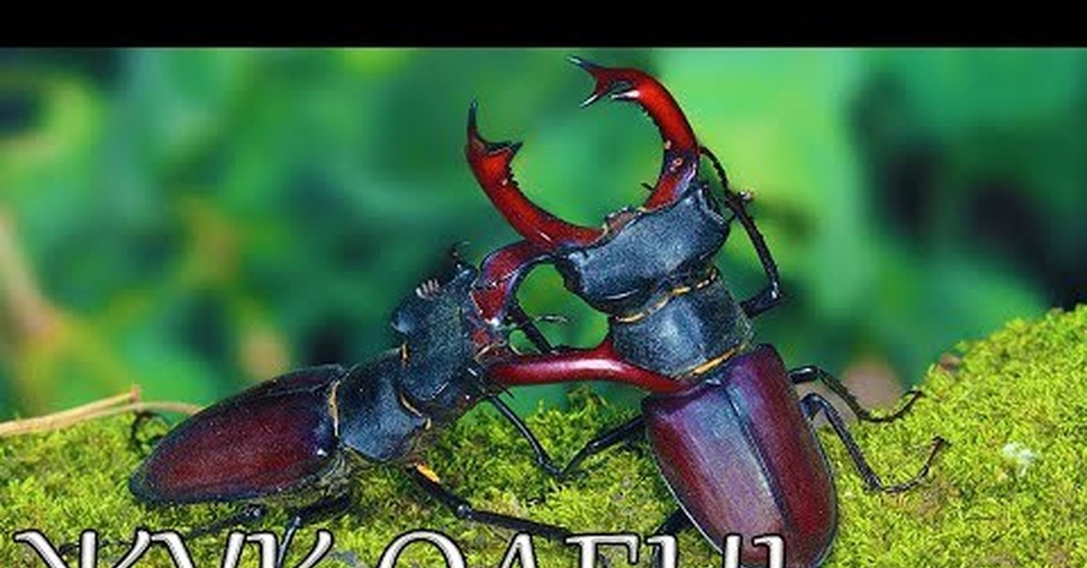 Два жука. Жук-олень (Lucanus Cervus). Жук Рогач. Жук олень Рогач. Жук Рогач и Жук олень.