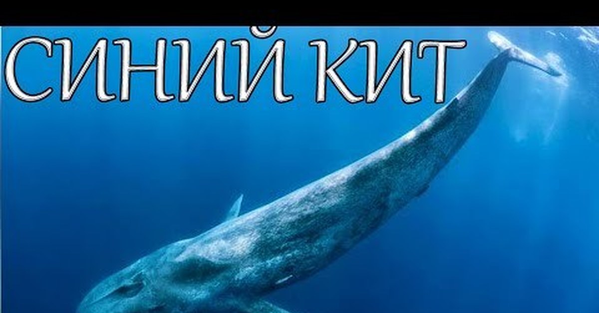 Антарктический кит. Голубой кит Balaenoptera musculus. Антарктида синий кит. Голубой кит в Антарктиде. Синий кит (голубой кит).