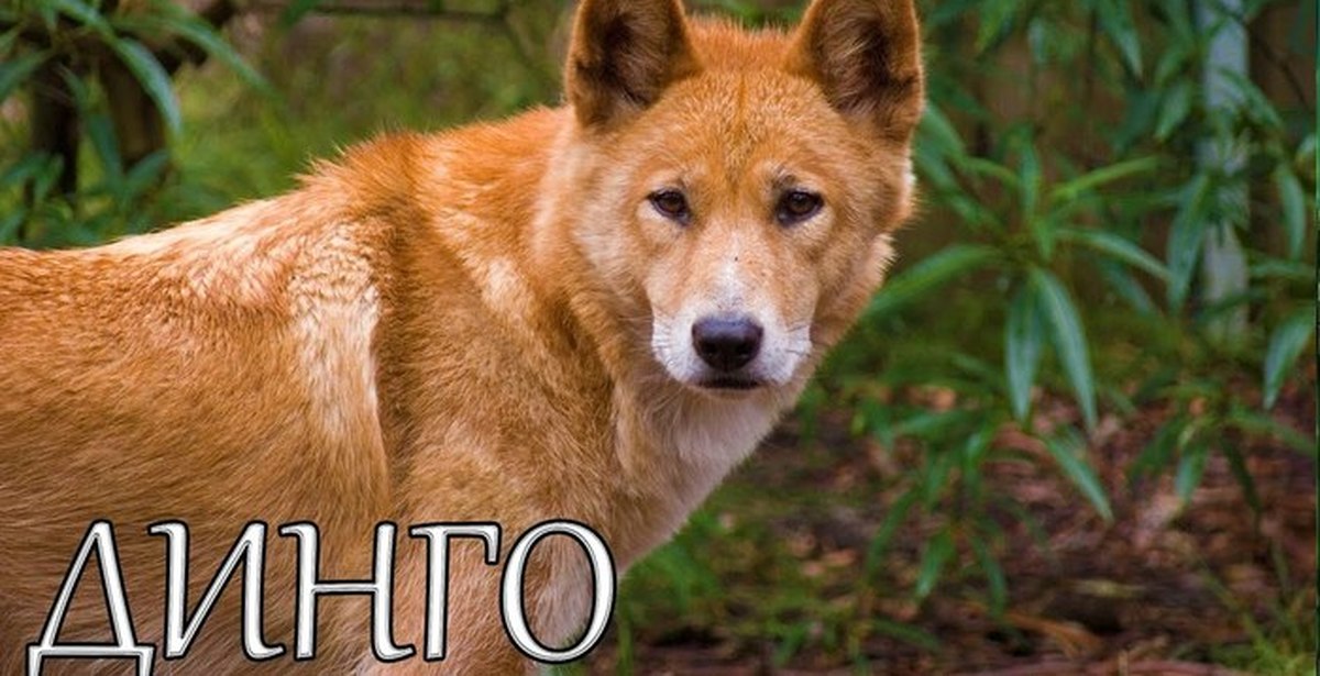 Дикая собака динго. Собака динго. Динго в австралии. Картинки дикой собаки. Дикий пес динго.