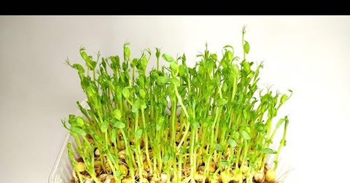 Прорастание семечки подсолнуха. Микрозелень ростки семян подсолнечника. Подсолнечник семена прорастить. Семена подсолнечника микрозелень. Проращивание подсолнечника.