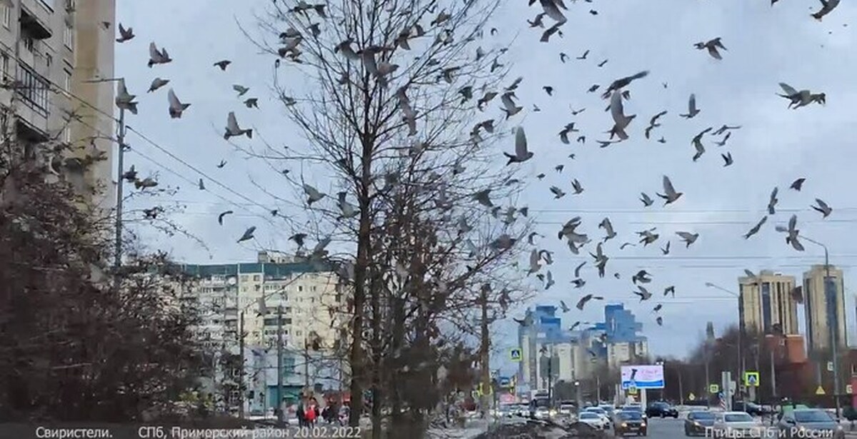 Стая голодных. Птицы Санкт-Петербурга. Свиристели в Питере. Стая свиристелей в Приморском районе. Птицы в Питере зимой.