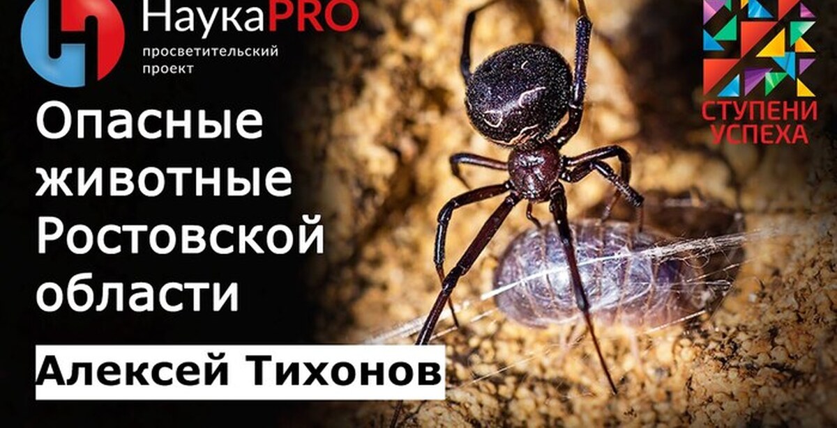 Пауки Ростовской Области Опасные Фото И Названия