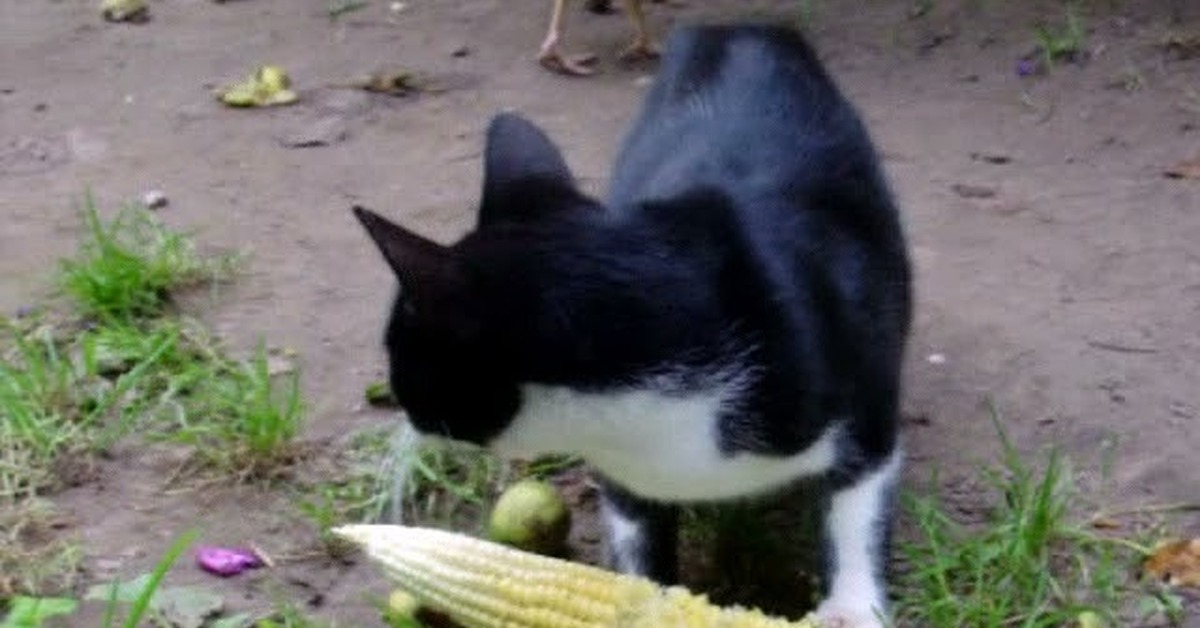 Можно котам кукурузу. Кот с кукурузой. Потому что кот. Милые котики кукуруза. Котик в кукурузе рисунок.