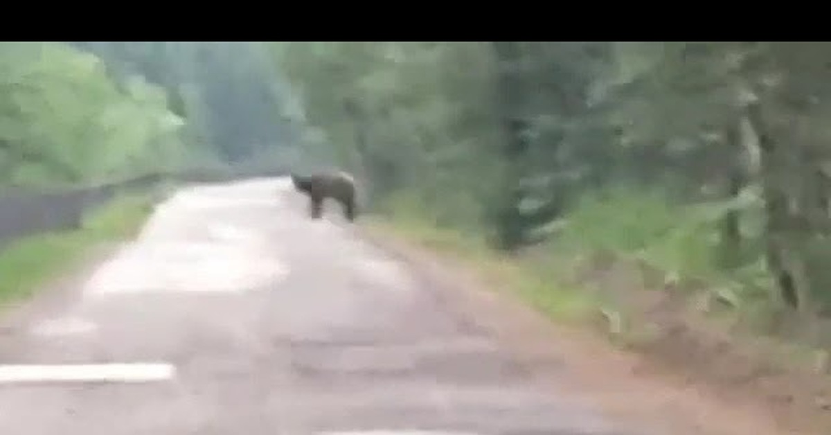 Нападение на дороге. Медведь на дороге. Медвежонок на дороге. Медведь в лесу.