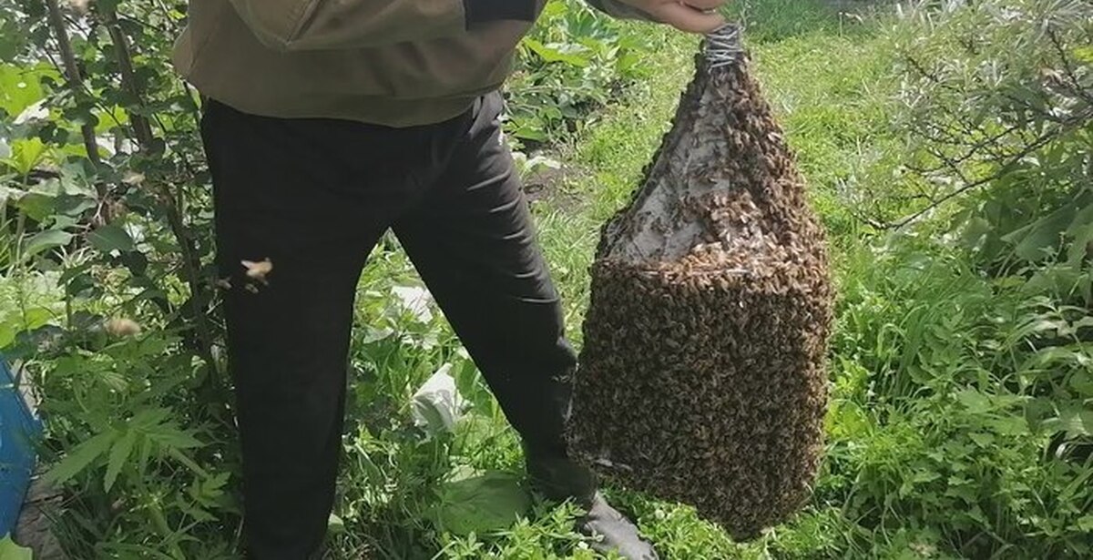 Вылетел рой. Пчелиный Рой. Рой пчел на огороде. Рой пчел на уликах. Пчелы роятся на огороде.