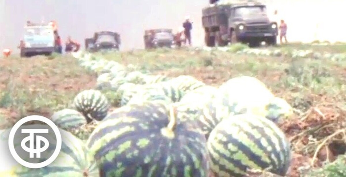 бахча арбузная узбекистан. узбек с арбузом. мраморный арбуз. фура с арбузами.