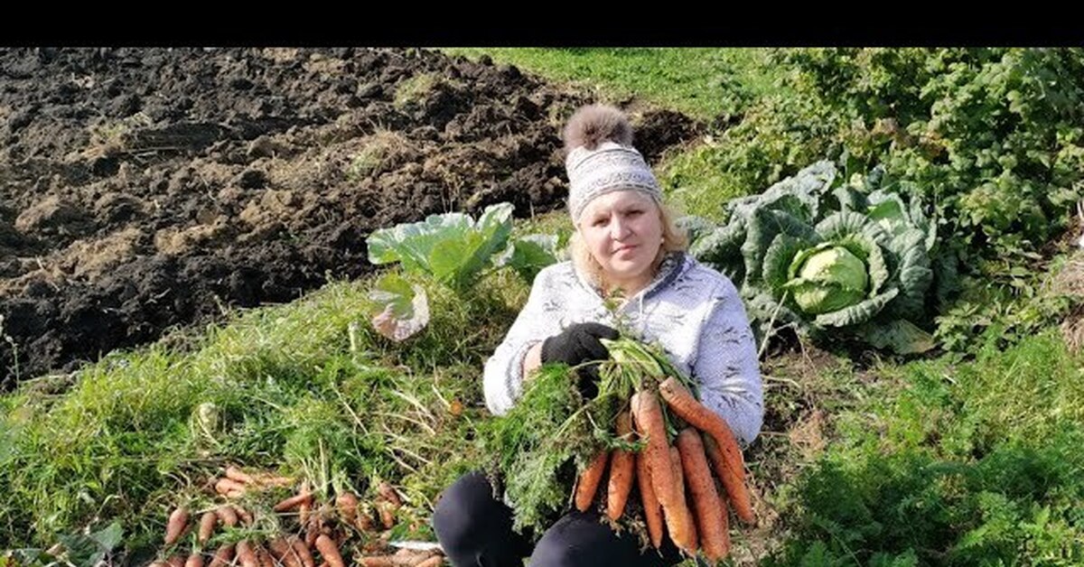 Когда в сибири убирают морковь и свеклу. Уборка моркови. Уборка моркови на хранение. Морковь великан. Уборка моркови фото