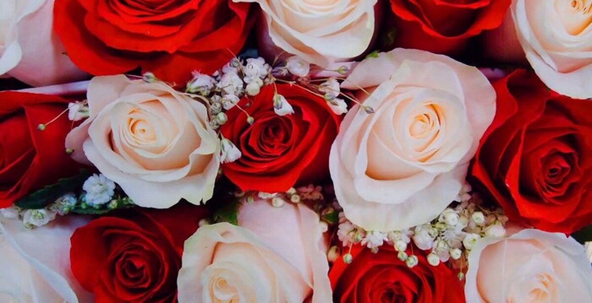 Розы бело красные название. Красивые цветы розы. Розы красные и белые. Красно белые цветы. Бело розовые розы.